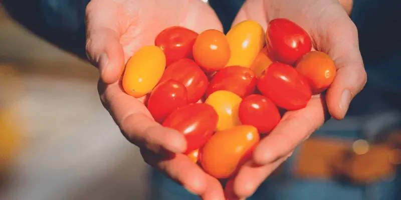 Les tomates : bienfaits, variétés et astuces pour les cuisiner toute l'année