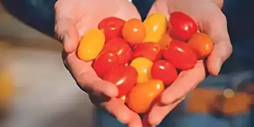 Les tomates : bienfaits, variétés et astuces pour les cuisiner toute l'année