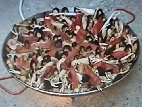 Paella de la paillotte aux blancs de seiche, lapin et crustacés...