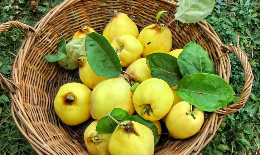 Recette de Tout savoir sur le coing : origine, bienfaits et recettes facile et rapide