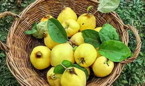 Recette de Tout savoir sur le coing : origine, bienfaits et recettes facile et rapide