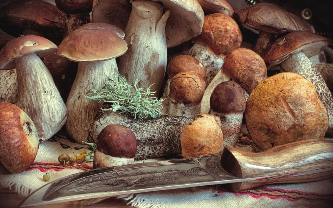 Recette de Tout savoir sur les champignons, bienfaits et idées de recettes facile et rapide