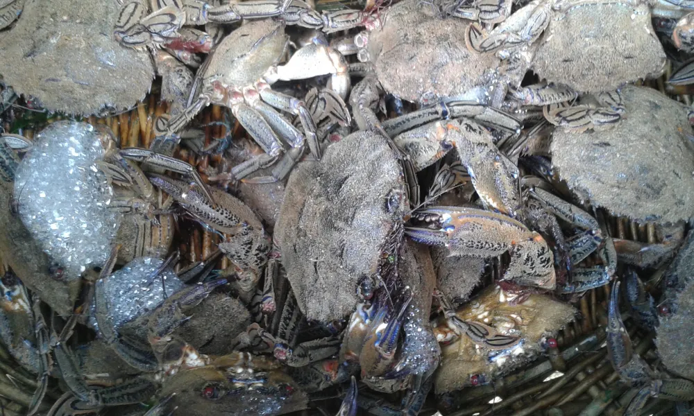 Soupe détrilles facile