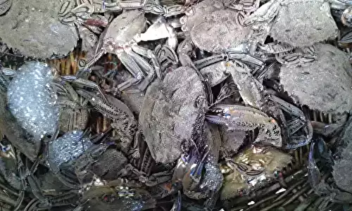 Soupe détrilles facile