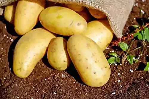 Quel est le temps de cuisson des pommes de terre au four ?