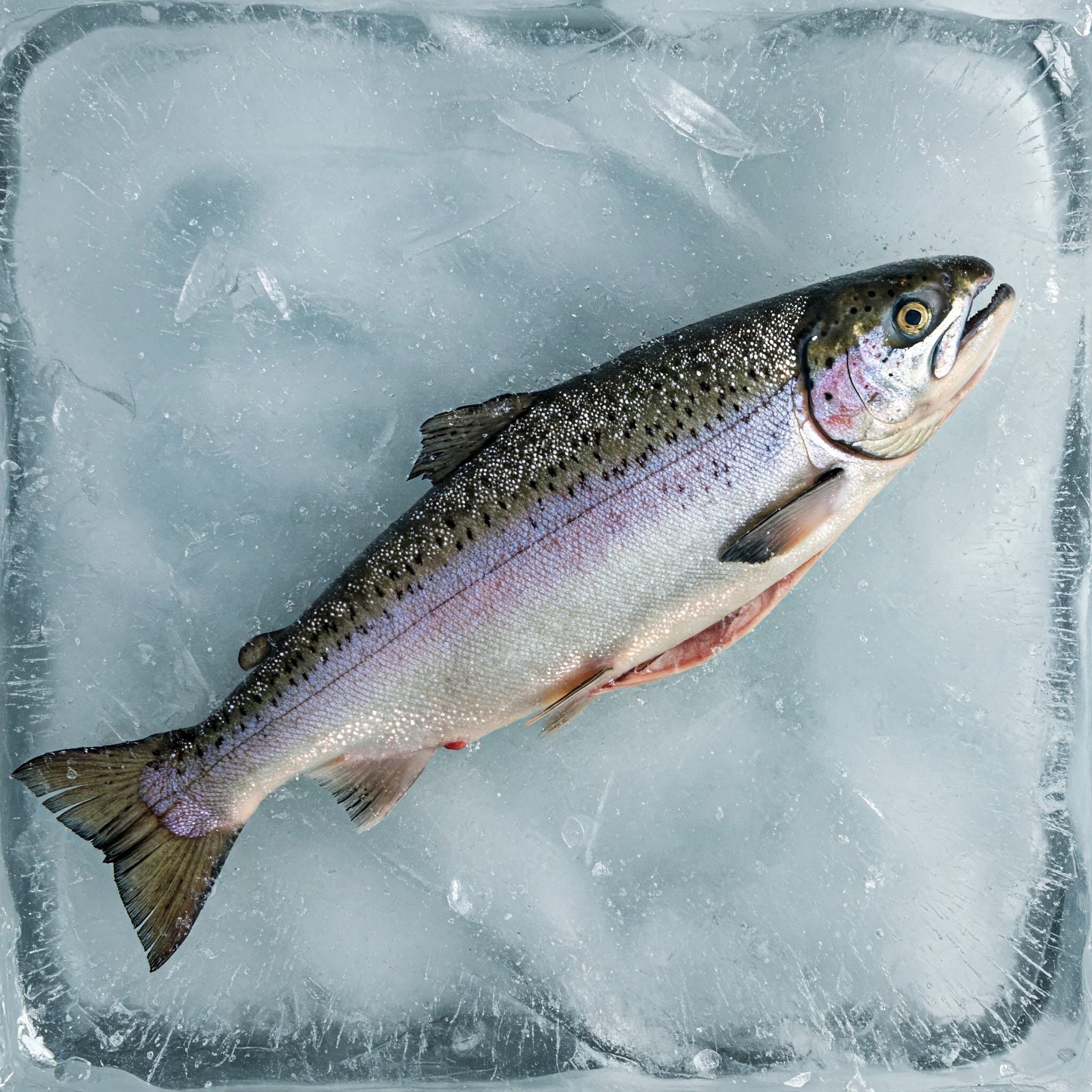 Peut-on cuire directement du poisson congelé ?