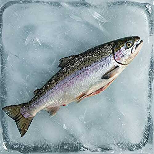 Peut-on cuire directement du poisson congelé ?
