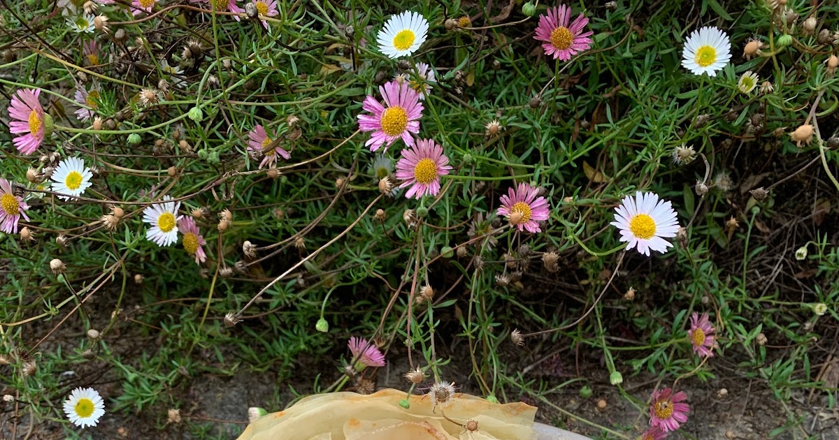 Tarte minute aux oignons rosés, chèvre et thym