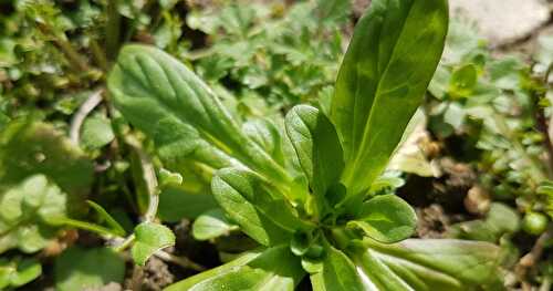 De la Mâche Sauvage dans mon Jardin... un Délice en Salade !