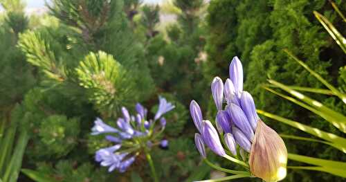 Du Nouveau : le Design du Blog... mais pas que ! Profiter de ces Agapanthes du Jardin Méditerranéen dans la Lumière du Soir...