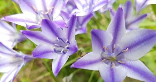 Fleurs de mon Jardin en Juin et Juillet