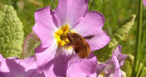 La Réponse à la Devinette du Vendredi #10 {Fleurs, Faune, Jardin}: Quelques Infos sur le Grand Bombyle...