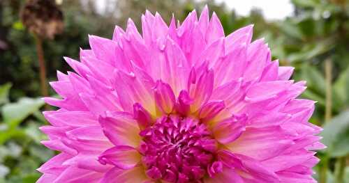 Mes Fleurs d'Octobre, Dahlias et Cosmos