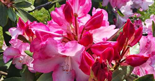 Mon Jardin en Mai #1 :  Fleur de Rhododendron Rose