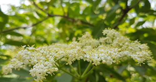 Mon Vinaigre de Cidre aux Fleurs de Sureau Noir du Jardin, et des Idées Gourmandes pour les Utiliser