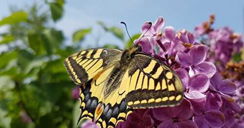 Portrait d'un Machaon (Papilio Machaon) dans notre Jardin