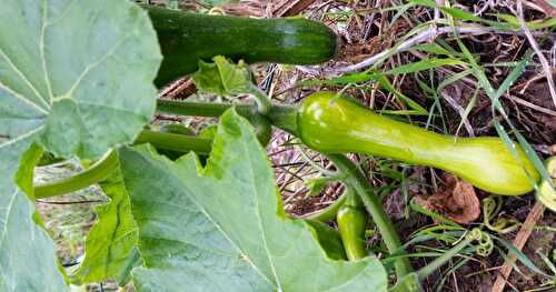 Que trouve-t-on dans mon jardin mi-novembre ?