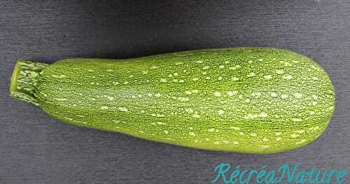 Récolte d'été au jardin : Les courgettes