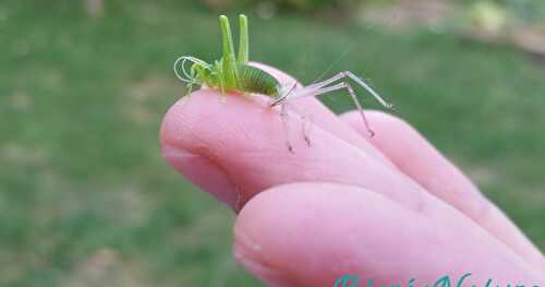 Réponse à la Devinette de Vendredi Dernier... et une Belle Rencontre d'Eté au Jardin !