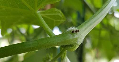 Réponse à la Devinette du Vendredi #13 : Une Fleur de Chayotte, Chouchou ou Christophine... du Jardin !