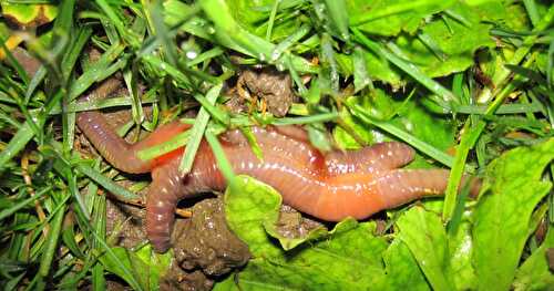 Réponse à la Devinette du Vendredi #9 : La Reproduction des Vers de Terre dans mon Jardin en Automne
