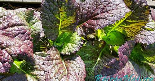 Tour de Jardin en Avril #3 : 5 Aromatiques Originales pour votre Jardin et votre Cuisine