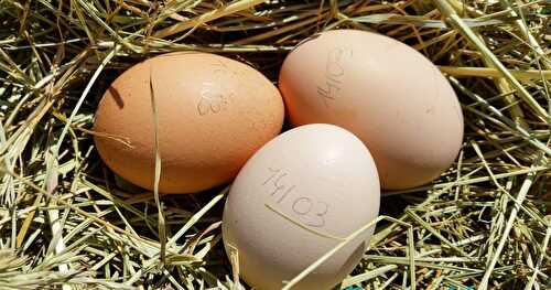 Une Nouvelle Poule dans notre Jardin : vive les oeufs Bio Maison et 10 bonnes raisons de craquer pour elles !