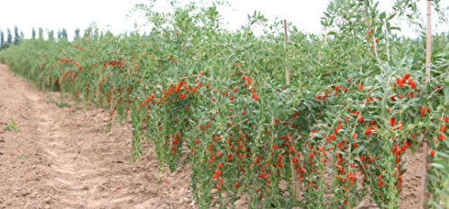 Baies de Goji origine - Provenance - Les bienfaits de la nature