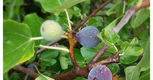 Confiture de Figues au Romarin (allégée en sucre)