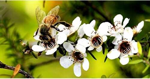 Découverte Produit : Le Miel de Manuka bien plus que du miel