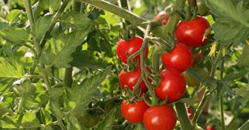 Des tomates sans pesticides ... c'est par ici !!!