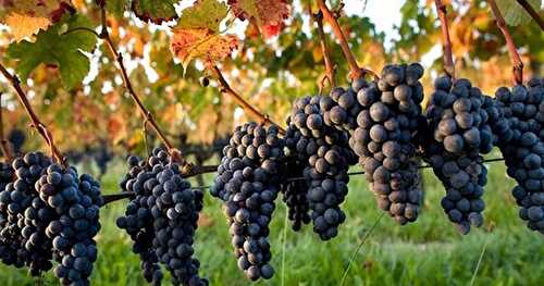 Idée Sortie : Fête de la vigne et du vin + Vendanges des enfants - Venelles (13770) - 10 septembre 2016
