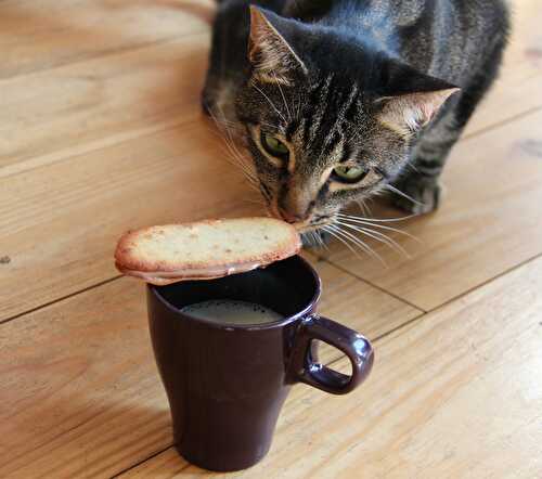 Langues de chat siamois choco / noisette – Conticini vs Deux guignols en cuisine