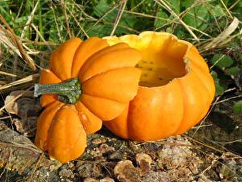 SOUPE COURGE PATISSON AU CURRY