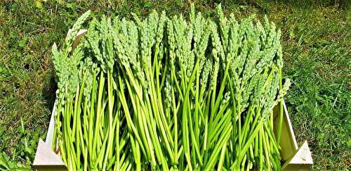 Asperges sauvages et ancolies