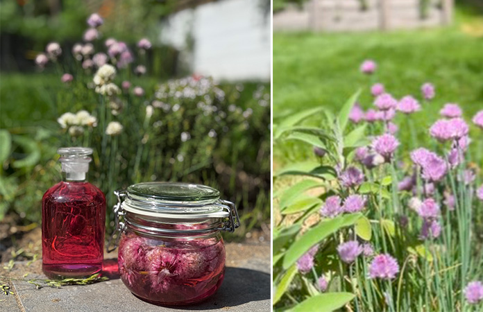 Vinaigre aux fleurs de ciboulette 