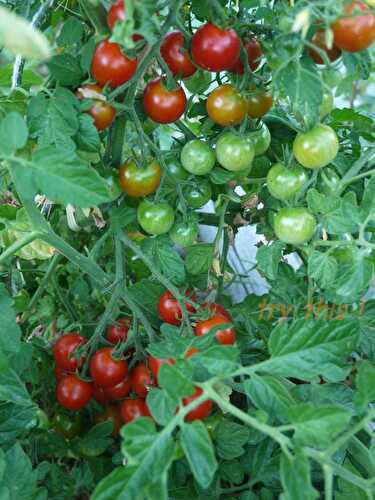 Tomates confites aux aromatiques - Try this !
