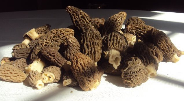 Morilles farcies au bleu