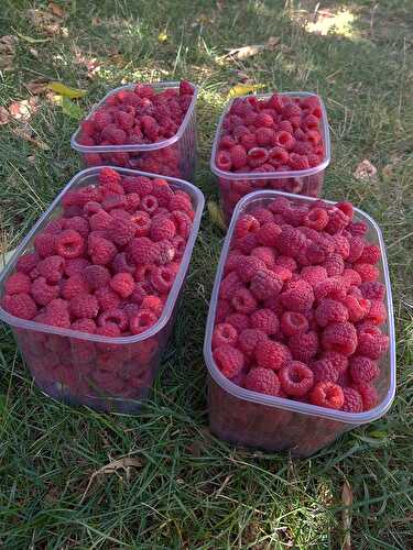 Tarte amandine aux framboises