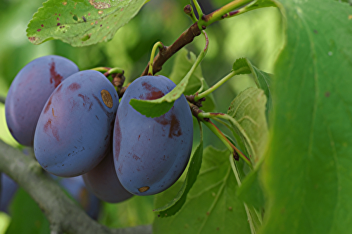 Fruits commençant par Q : Des quetsches aux trésors méconnus