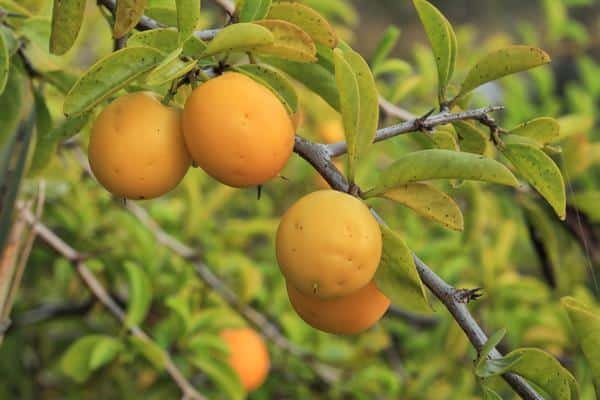 Fruits commençant par X : De la ximenia médicinale aux curiosités botaniques