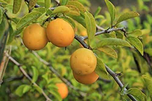 Fruits commençant par X : De la ximenia médicinale aux curiosités botaniques