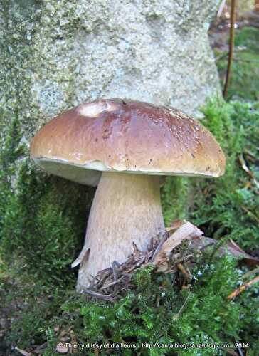 Cèpes d'Ardèche panés comme des Nuggets.