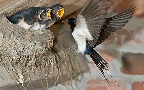 Hirondelle, Hargne