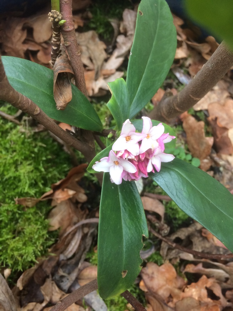 Un tour au jardin…