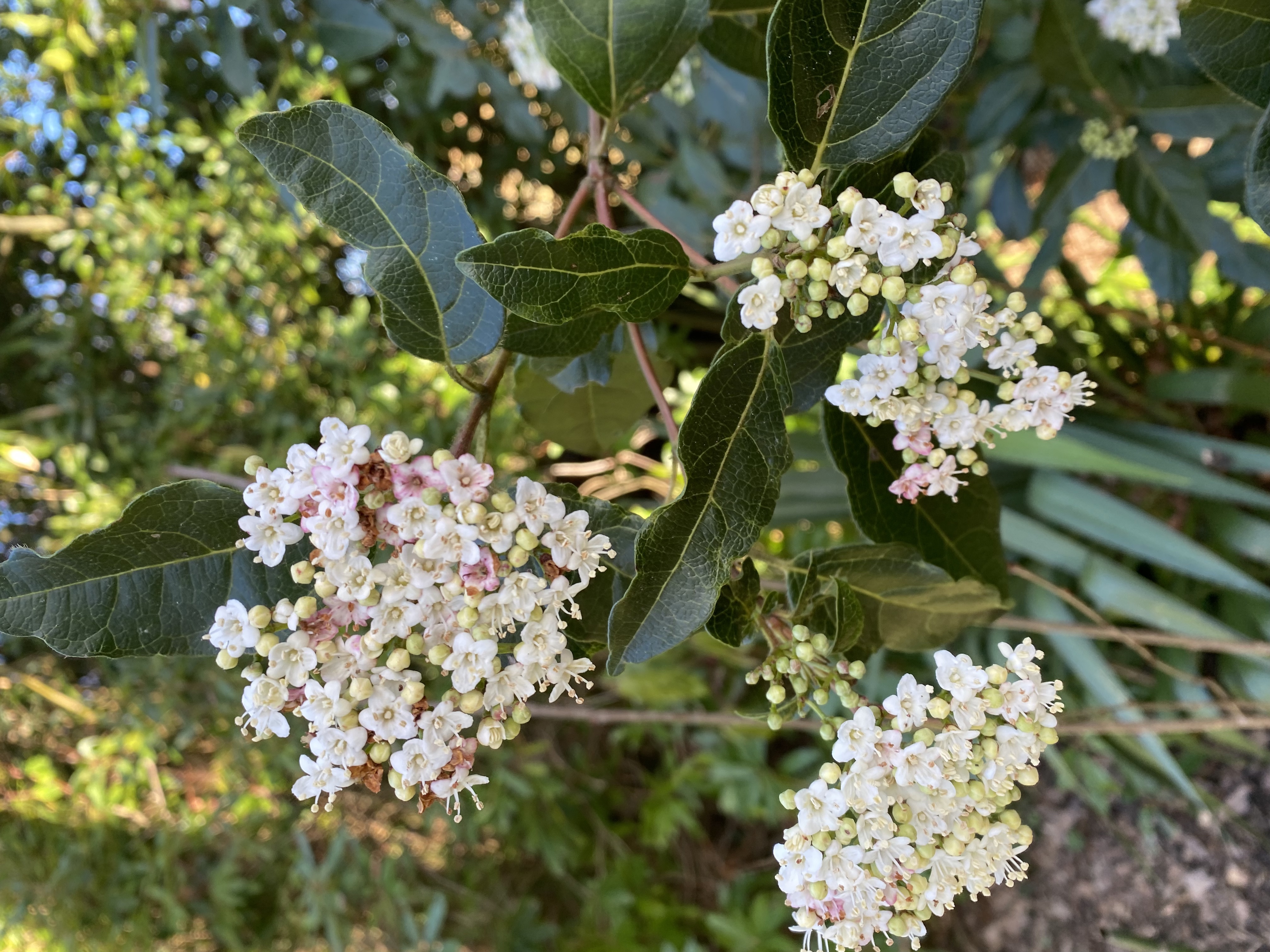 Un peu de fleurs ?