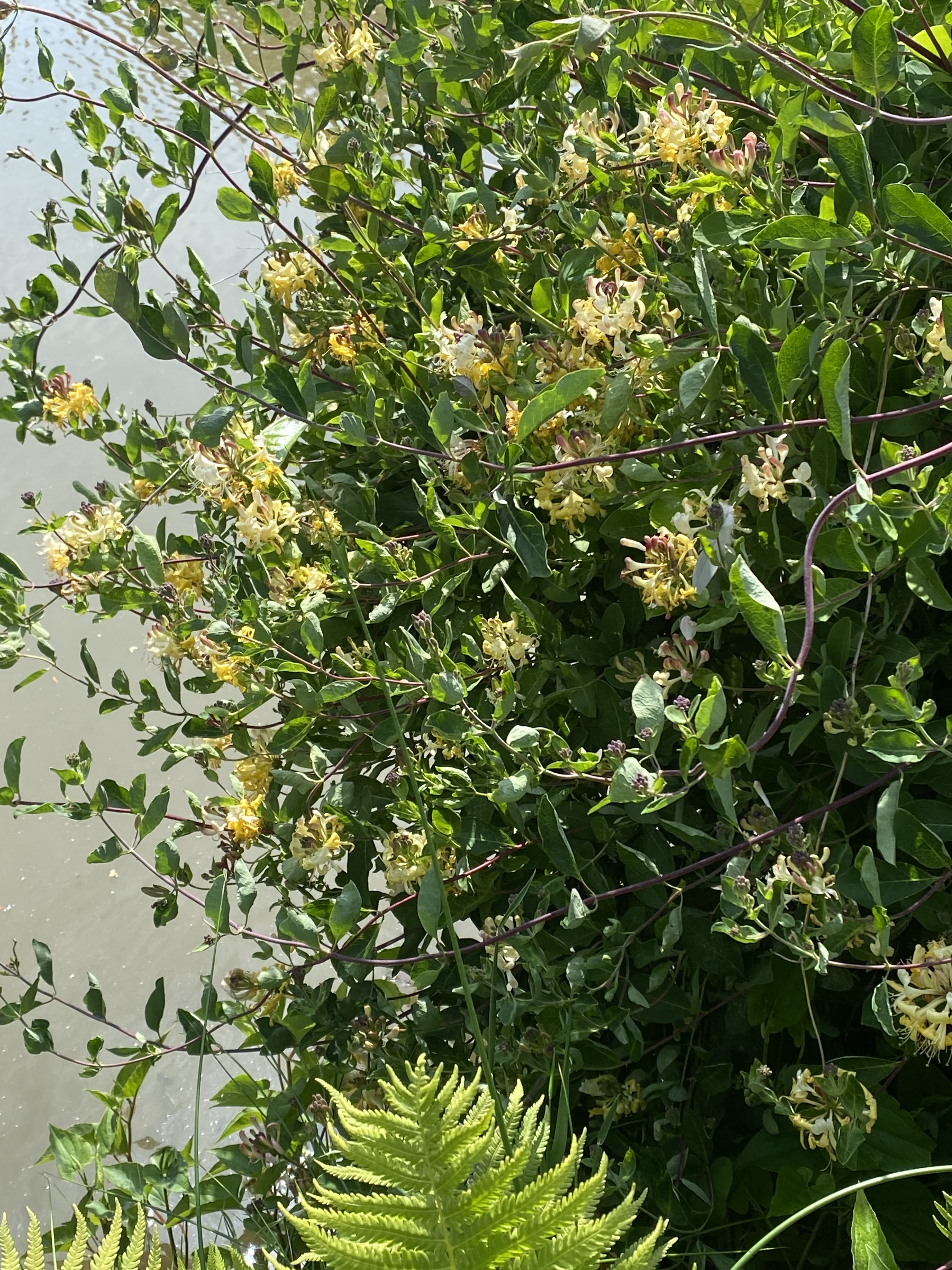 Un tour au jardin, çà vous dit ?