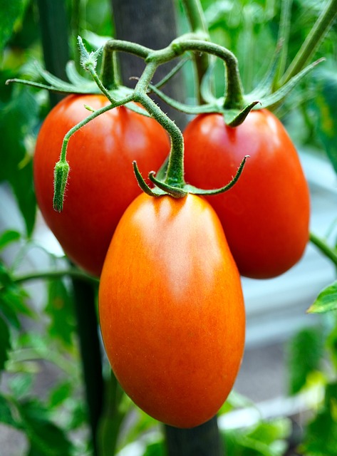 Les tomates & feuilletés de tomates à la féta