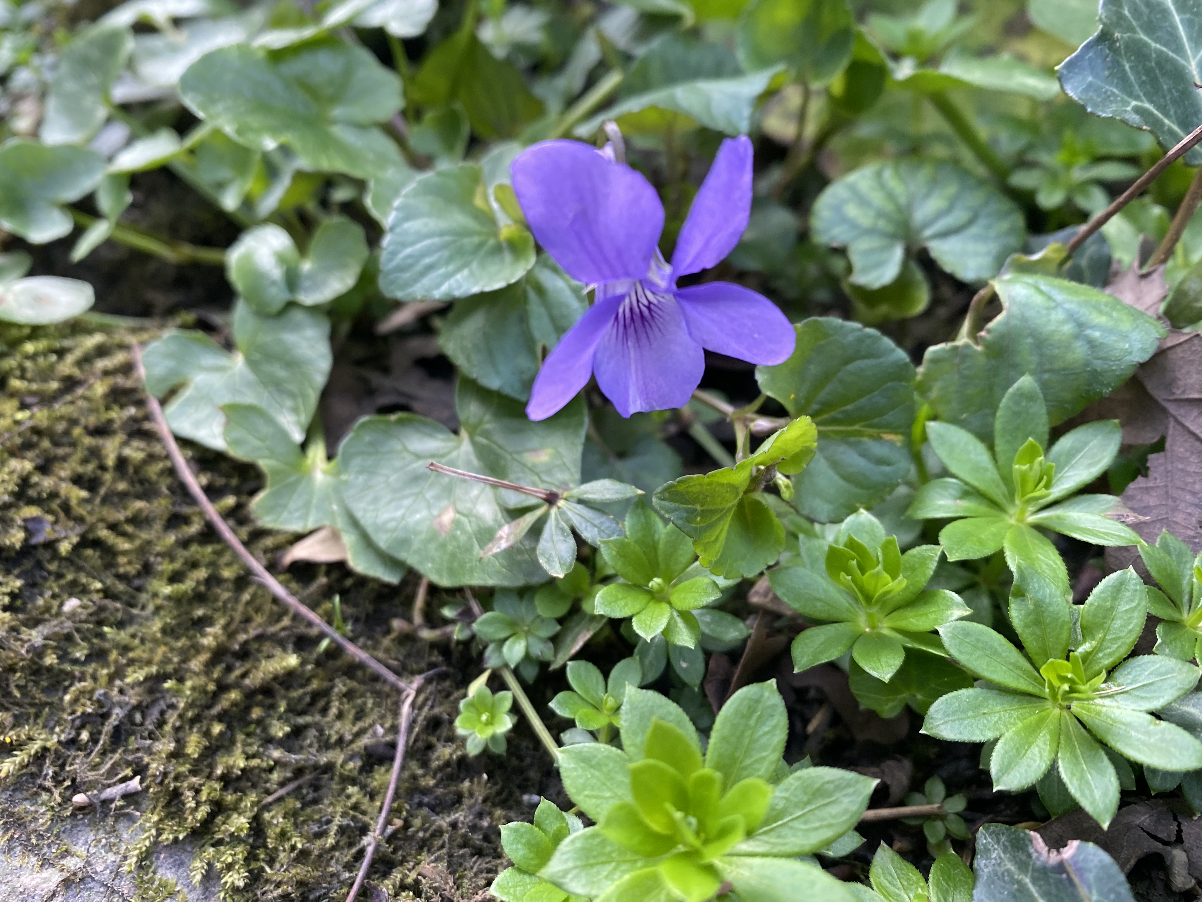 Pour l’éveil au printemps, je vous offre de nouveau un tour au jardin