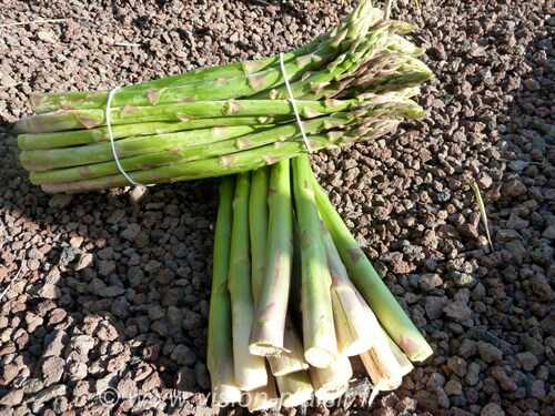 Cuire les asperges vertes